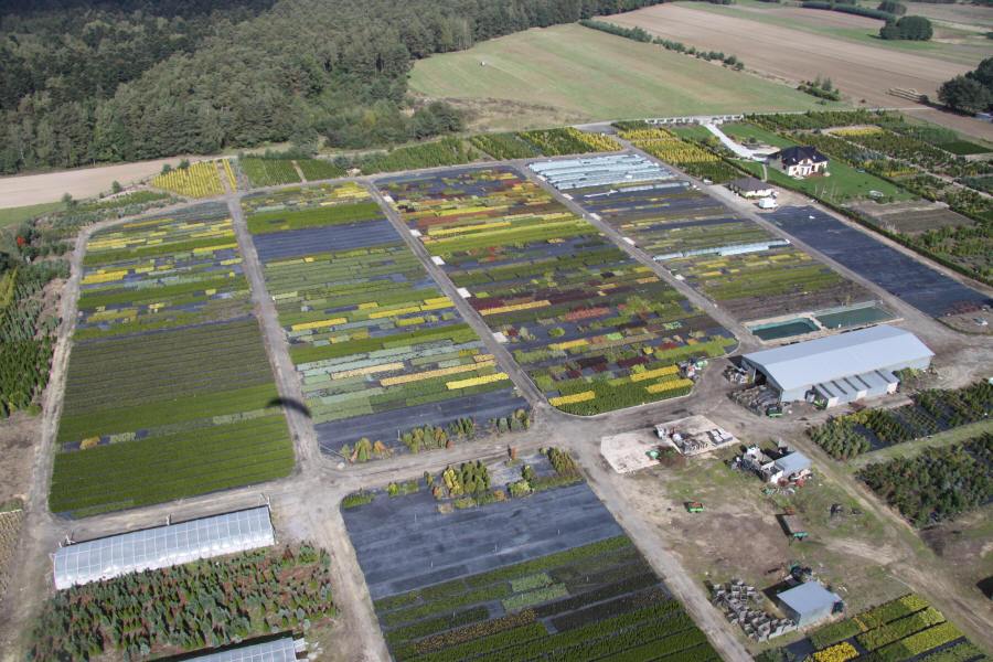 DABROWKA - vivaio di arbusti ornamentali, conifere, decidui, Polonia 04