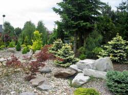 DABROWKA - vivaio di arbusti ornamentali, conifere, decidui, Polonia 02