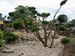 DABROWKA - vivaio di arbusti ornamentali, conifere, decidui, Polonia 08