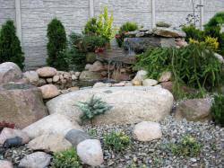 DABROWKA - vivaio di arbusti ornamentali, conifere, decidui, Polonia 12